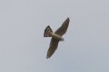 Merlin 2012-04-14_2